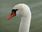 A swan head in the close-up.