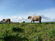 Blue sky, a green meadow and sheep grazing on it.