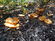 Growing mushrooms in a forest.