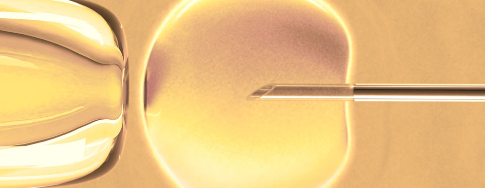 A close-up of a puncture needle in the manipulation of an ovum.