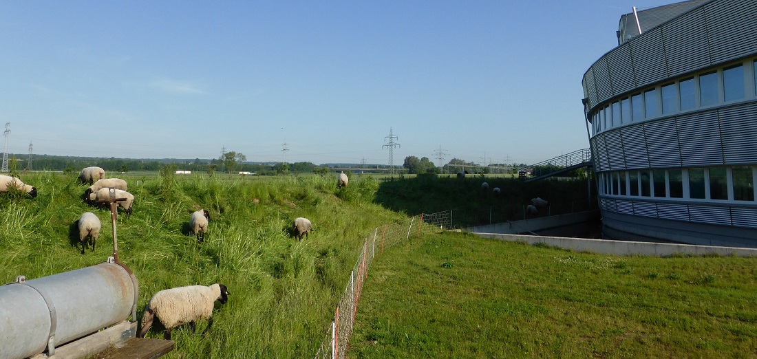 A part of the exterior the company headquarters surrounded by nature.Through a fence sheep are separated from the direct premises.